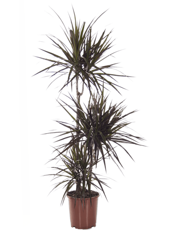 Dracaena marginata Magenta, průměr 21 cm Dracéna lemovaná, Dračinec