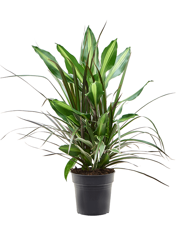 Dracaena combo, průměr 17 cm Dracéna, Dračinec