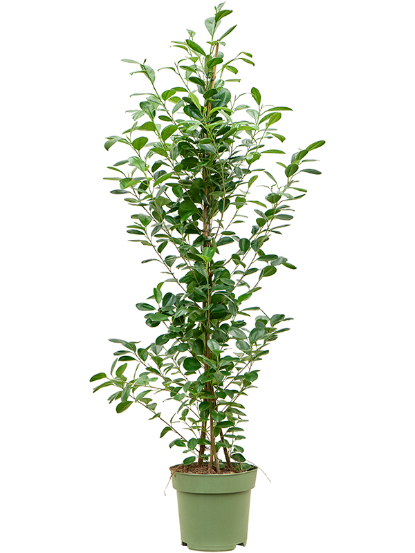 Ficus microcarpa Moclame, průměr 27 cm Fíkovník drobnolistý