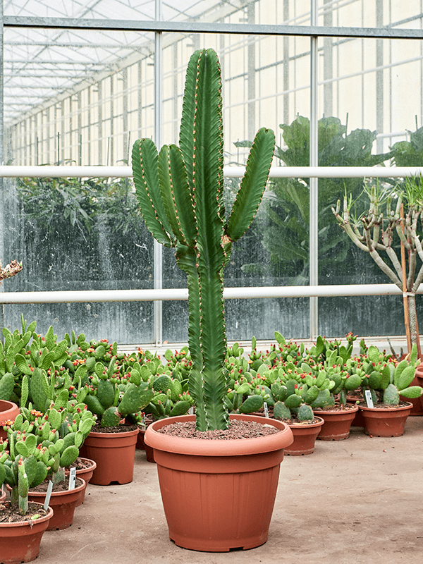 Euphorbia ingens, průměr 45 cm Pryšec