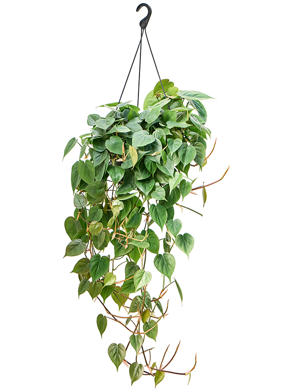 Philodendron scandens - závěs, průměr 28 cm Filodendron