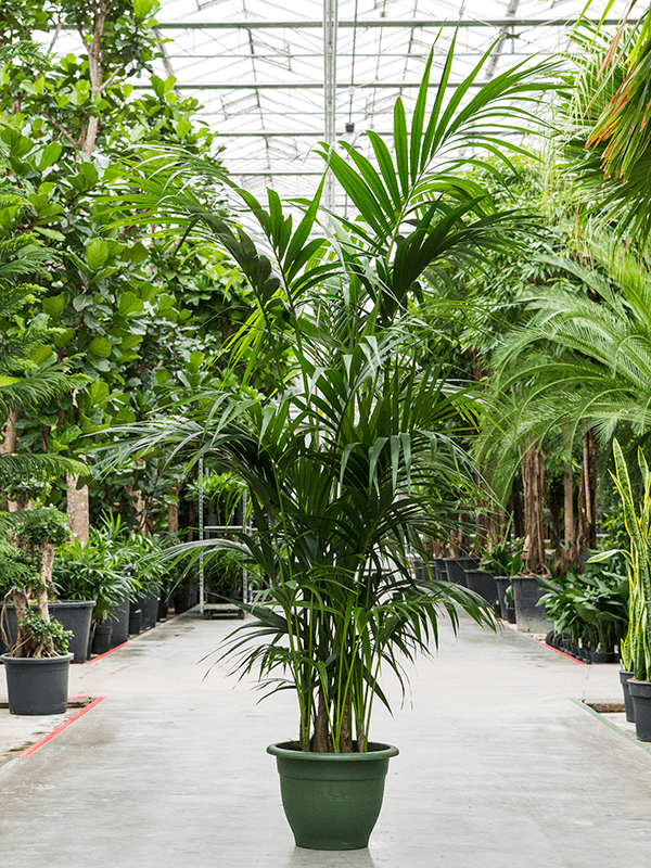 Howea forsteriana (Kentia), průměr 40 cm Kencie, rajská palma