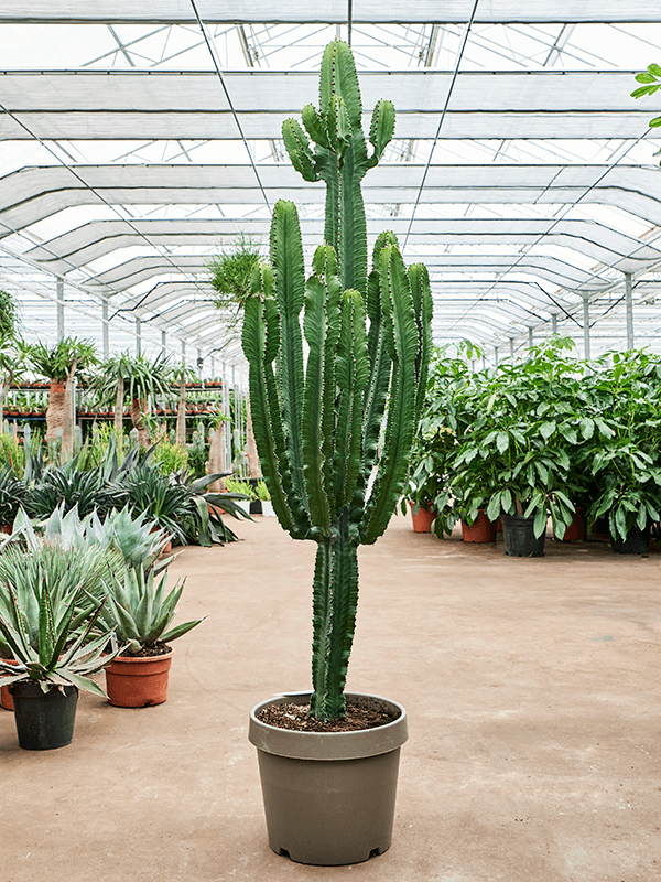 Euphorbia erytrea, průměr 40 cm Pryšec