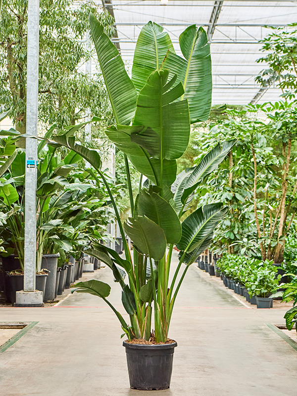 Strelitzia nicolai, průměr 40 cm Strelície natálská