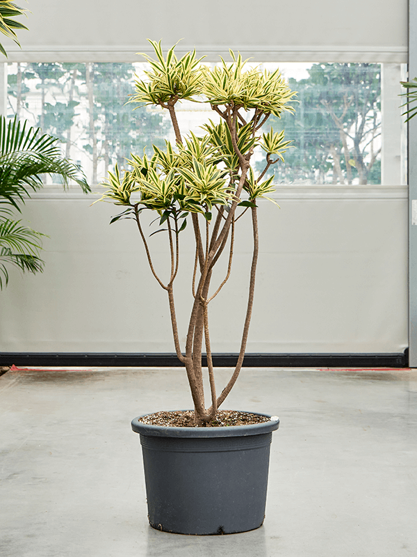 Dracaena (Pleomele) reflexa Song of Sri Lanka, průměr 50 cm Dracéna, Dračinec