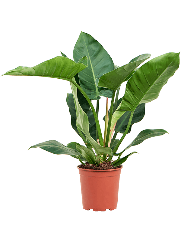 Philodendron Imperial Green, průměr 24 cm Filodendron