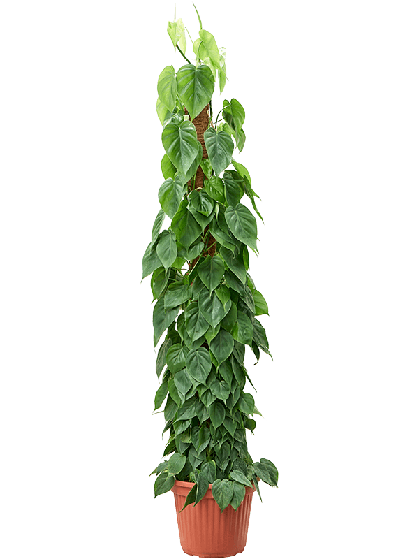 Philodendron scandens s kokosovou vzpěrou 180 cm, průměr 35 cm Filodendron