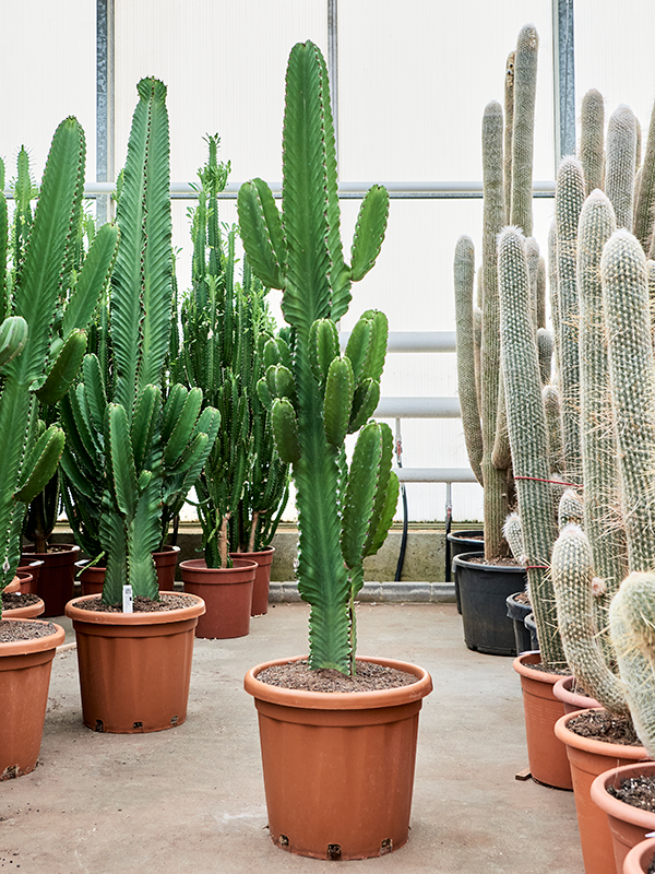 Euphorbia ingens, průměr 40 cm Pryšec