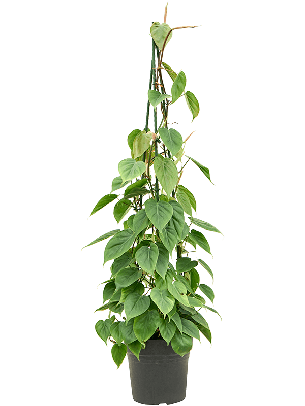 Philodendron scandens, průměr 24 cm Filodendron