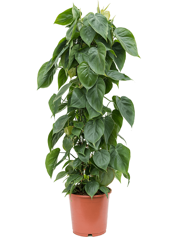 Philodendron scandens, průměr 24 cm Filodendron