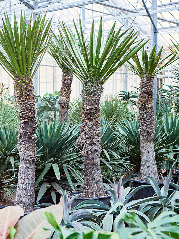 Yucca carnerosana, průměr 55 cm Juka