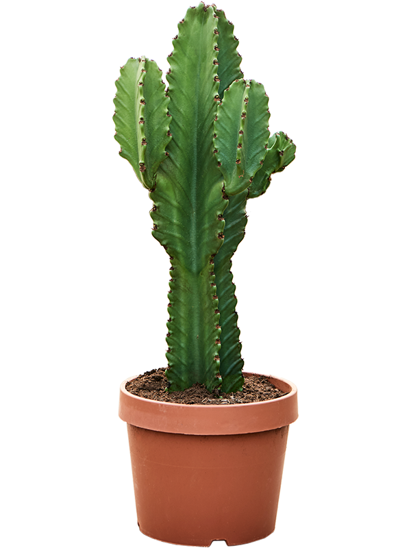 Euphorbia ingens, průměr 24 cm Pryšec