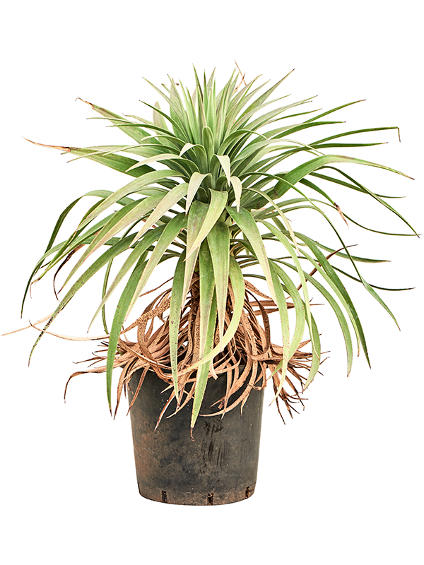 Yucca desmetiana, průměr 30 cm Juka