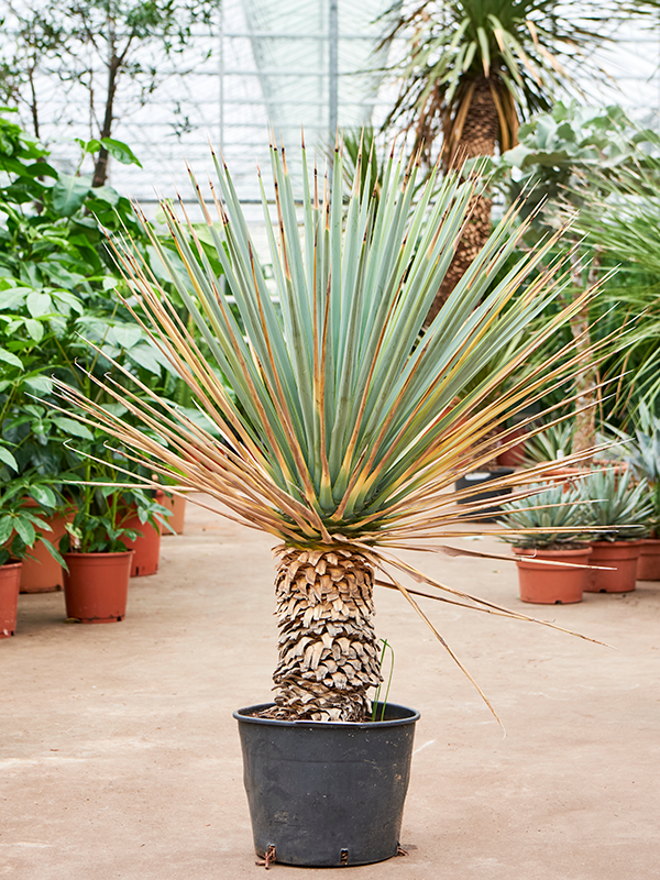 Yucca rigida, průměr 35 cm Juka