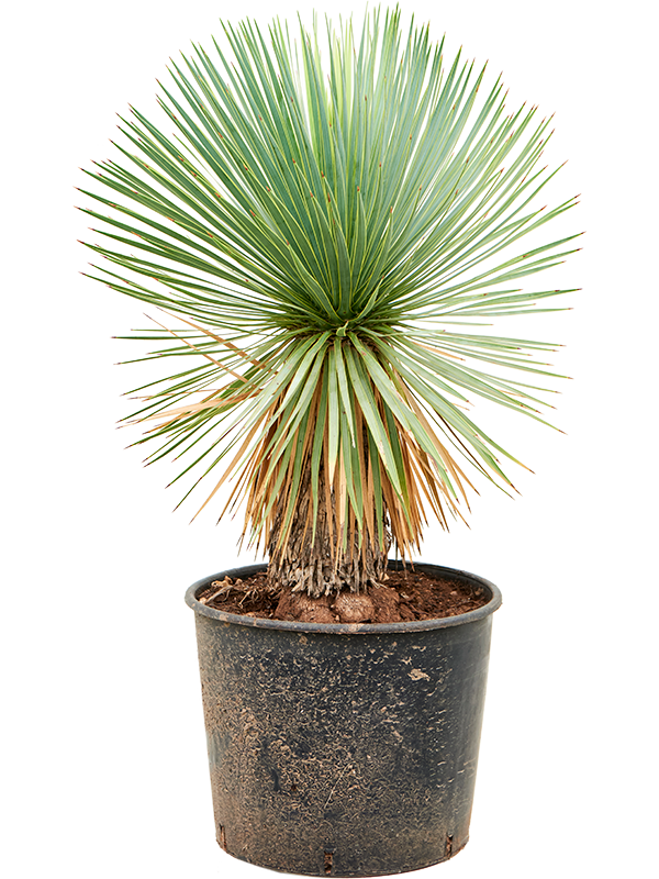Yucca rostrata, průměr 28 cm Juka
