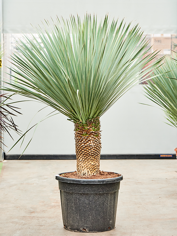 Yucca rostrata, průměr 55 cm Juka