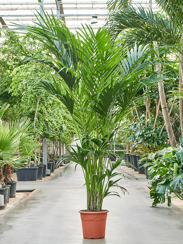 Howea forsteriana (Kentia), průměr 37 cm Kencie, rajská palma