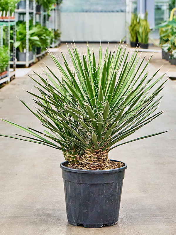 Yucca filifera, průměr 30 cm Juka
