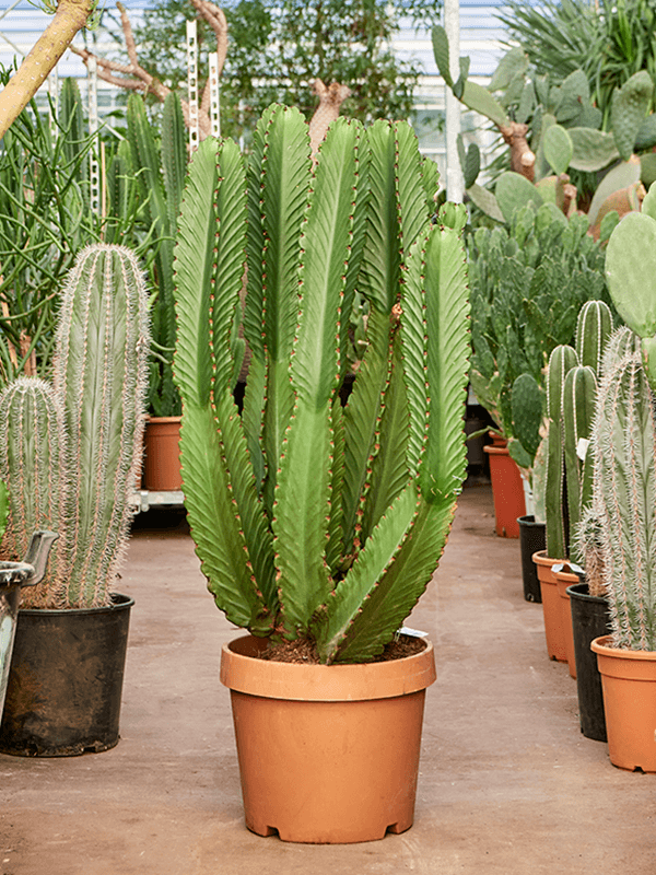 Euphorbia ingens, průměr 35 cm Pryšec