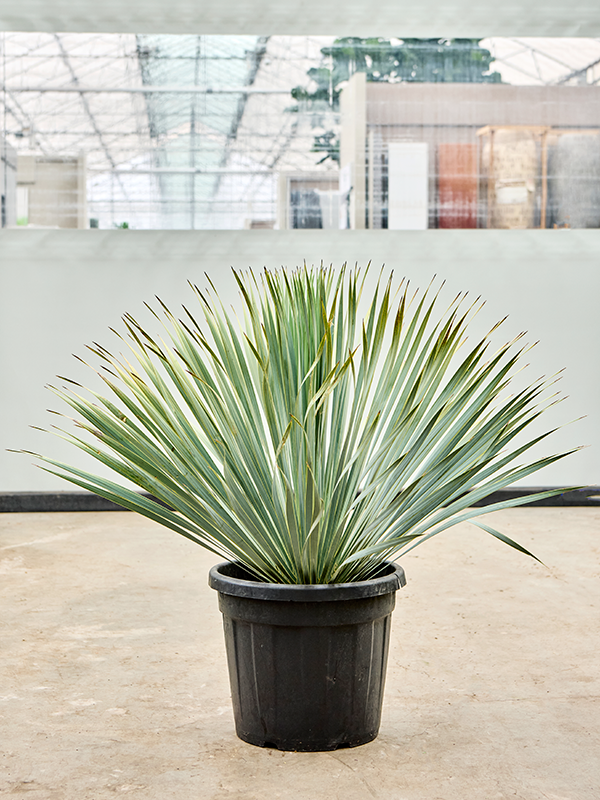 Yucca rostrata, průměr 40 cm Juka