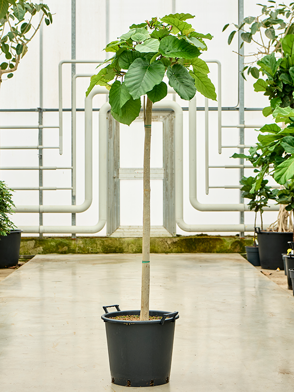 Ficus umbellata, průměr 45 cm Srdčitý fikus