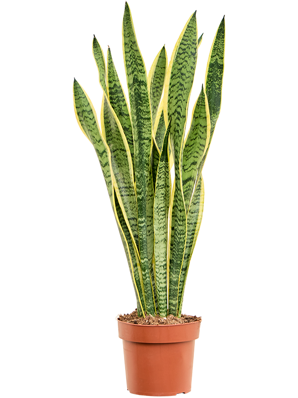 Sansevieria trifasciata Laurentii, průměr 17 cm Sanseveria, Tchýnin jazyk, Tenura