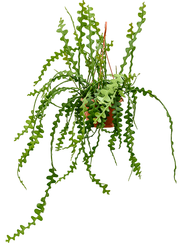 Epiphyllum anguliger, průměr 20 cm Epifylum, fylokaktus, listokvět