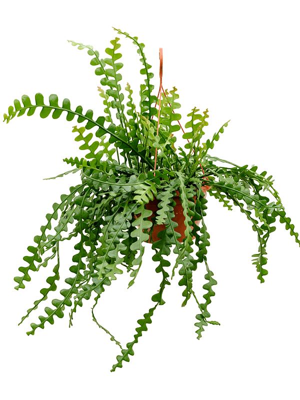 Epiphyllum anguliger, průměr 25 cm Epifylum, fylokaktus, listokvět