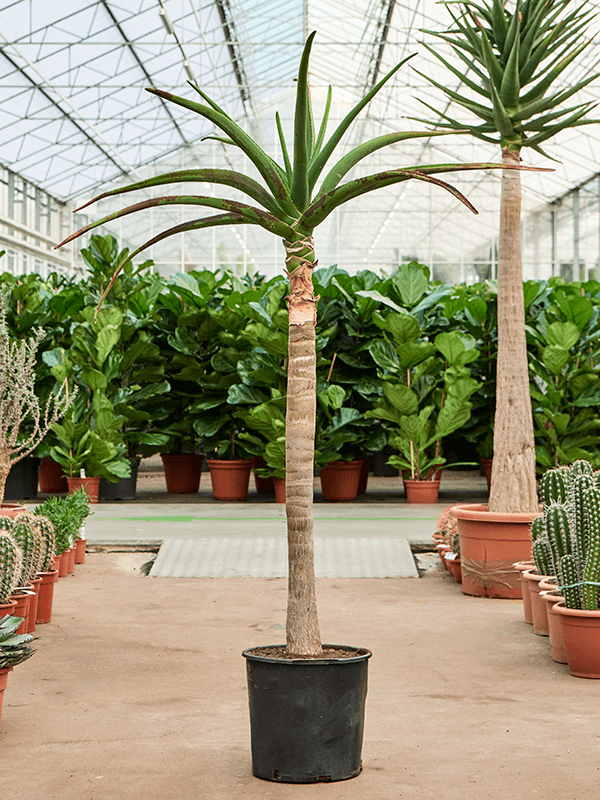 Aloe bainesii (barberae), průměr 32 cm Aloe