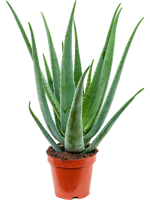Aloe vera barbadensis, průměr 19 cm Aloe pravá