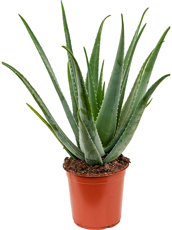 Aloe vera barbadensis, průměr 24 cm Aloe pravá