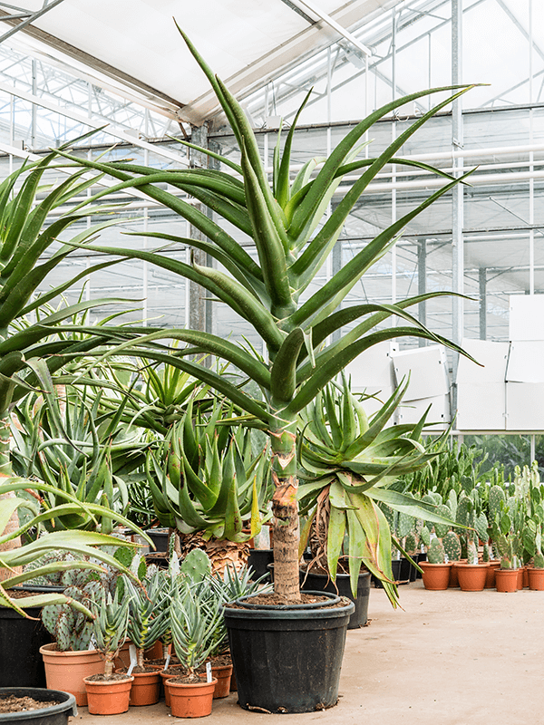Aloe bainesii (barberae), průměr 50 cm Aloe