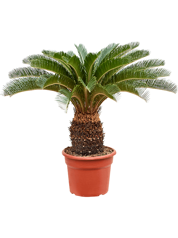 Cycas revoluta, průměr 40 cm Cykas japonský