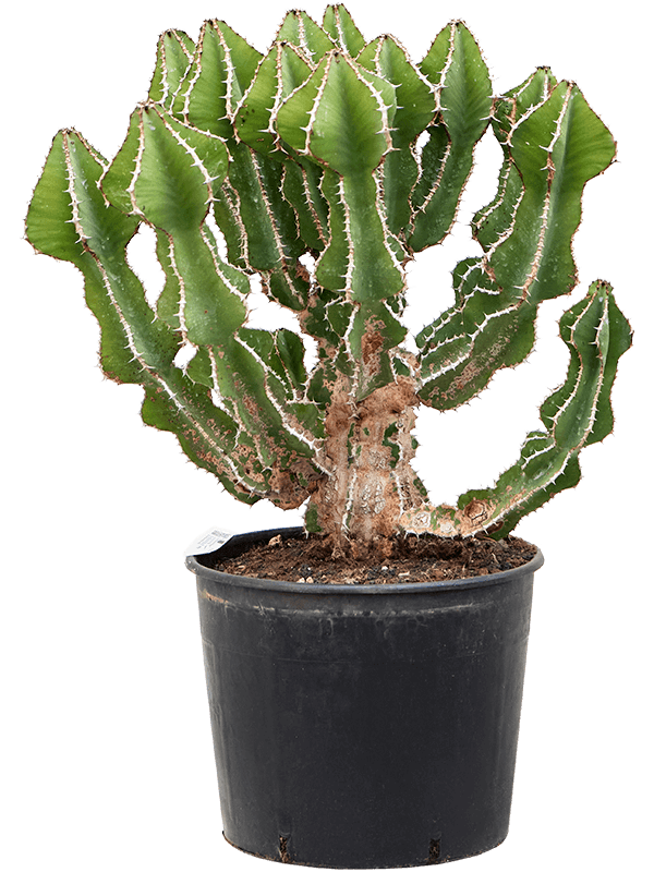 Euphorbia fortissima, průměr 30 cm Pryšec