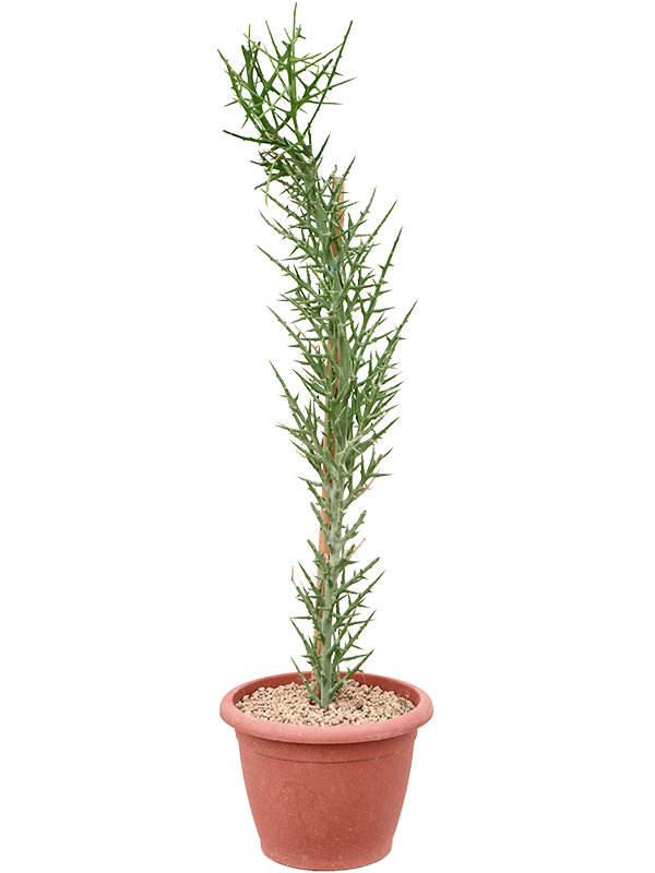 Euphorbia stenoclada, průměr 25 cm Pryšec