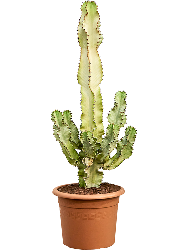 Euphorbia ingens marmorata, průměr 30 cm Pryšec