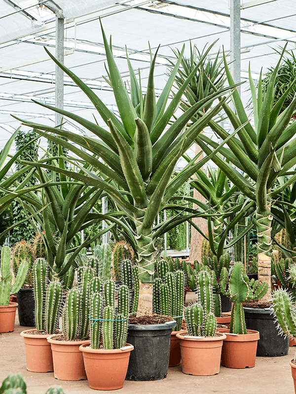 Aloe bainesii (barberae), průměr 40 cm Aloe