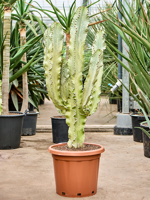 Euphorbia ingens marmorata, průměr 40 cm Pryšec