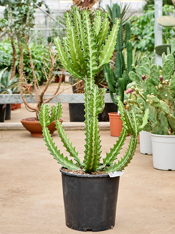 Euphorbia lactea, průměr 30 cm Pryšec