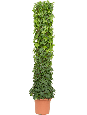 Hedera algeriensis Montgomery, průměr 40 cm Břečťan popínavý