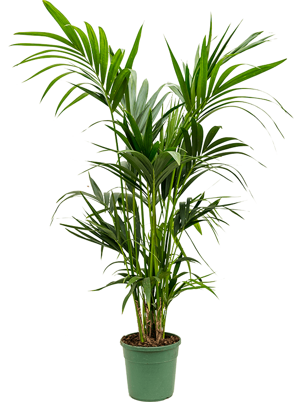 Howea (Kentia) forsteriana, průměr 22 cm Kencie, rajská palma