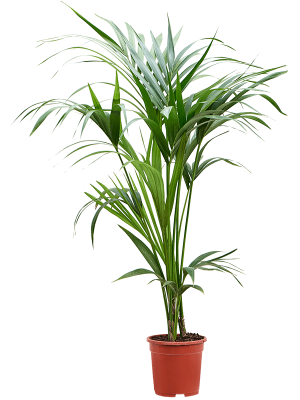 Howea (Kentia) forsteriana, průměr 19 cm Kencie, rajská palma