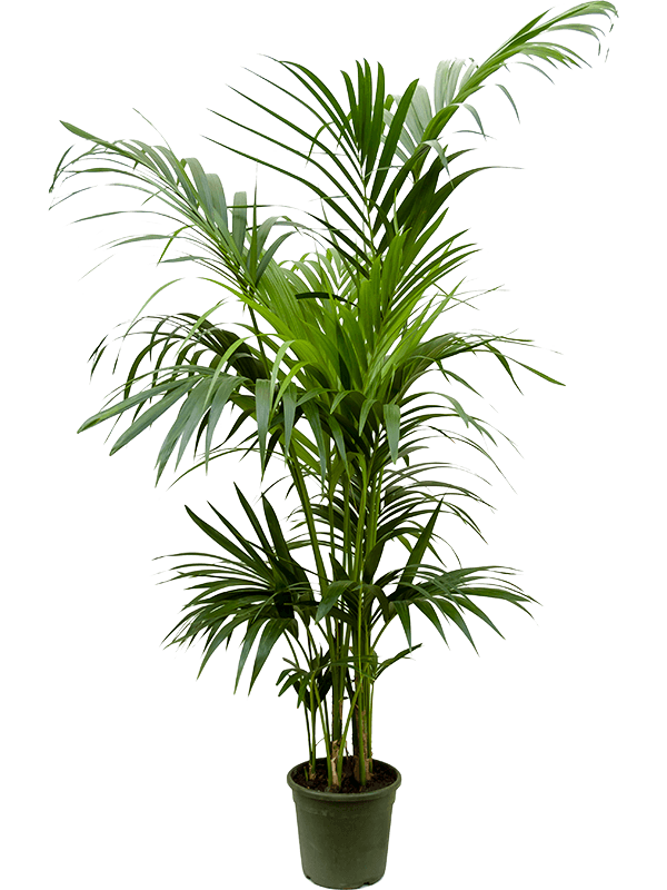 Howea (Kentia) forsteriana, průměr 24 cm Kencie, rajská palma
