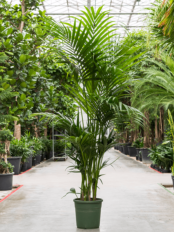 Howea (Kentia) forsteriana, průměr 30 cm Kencie, rajská palma