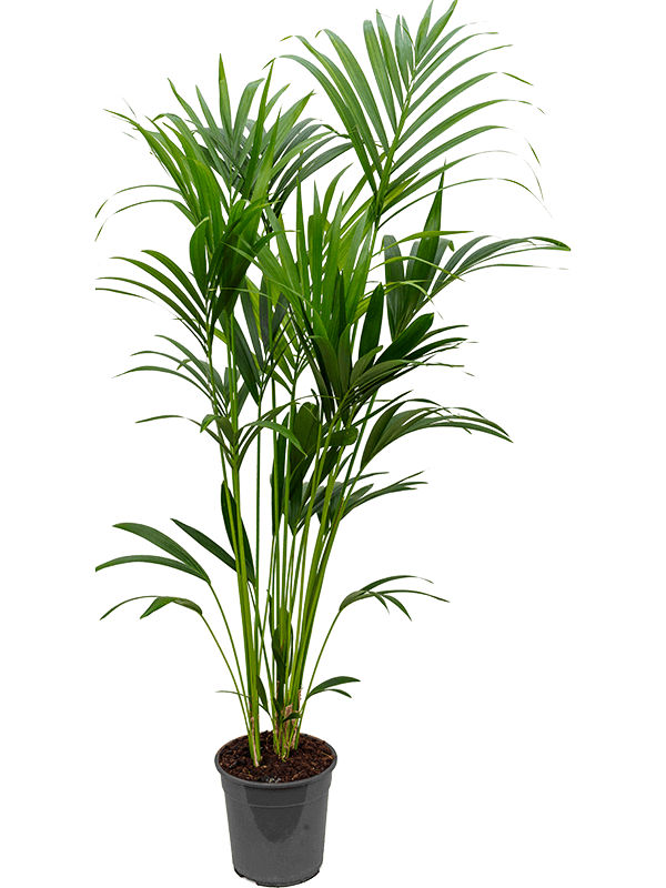 Howea (Kentia) forsteriana, průměr 24 cm Kencie, rajská palma