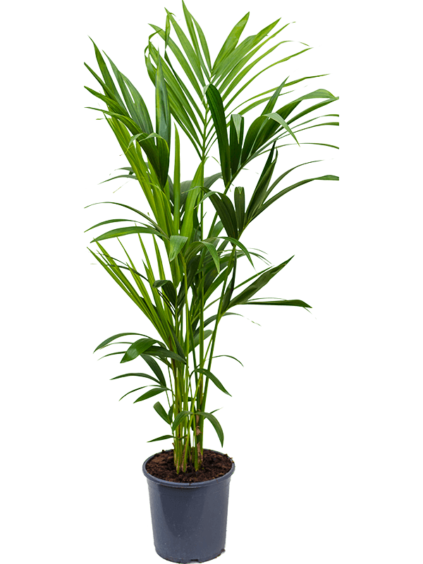 Howea (Kentia) forsteriana, průměr 21 cm Kencie, rajská palma