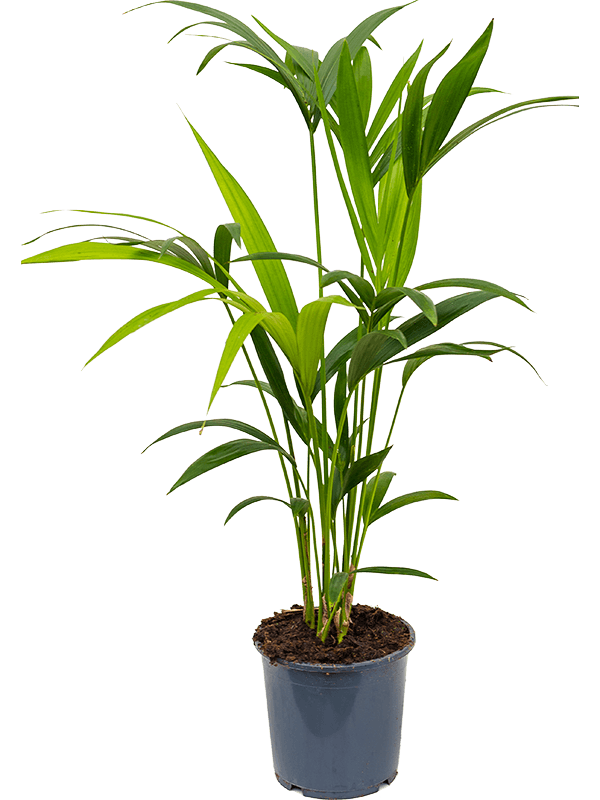 Howea (Kentia) forsteriana, průměr 17 cm Kencie, rajská palma