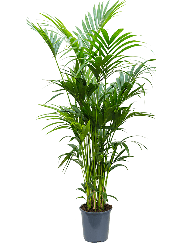 Howea (Kentia) forsteriana, průměr 27 cm Kencie, rajská palma