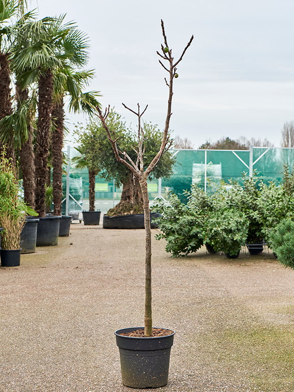 Ficus carica, průměr 38 cm Fíkovník smokvoň