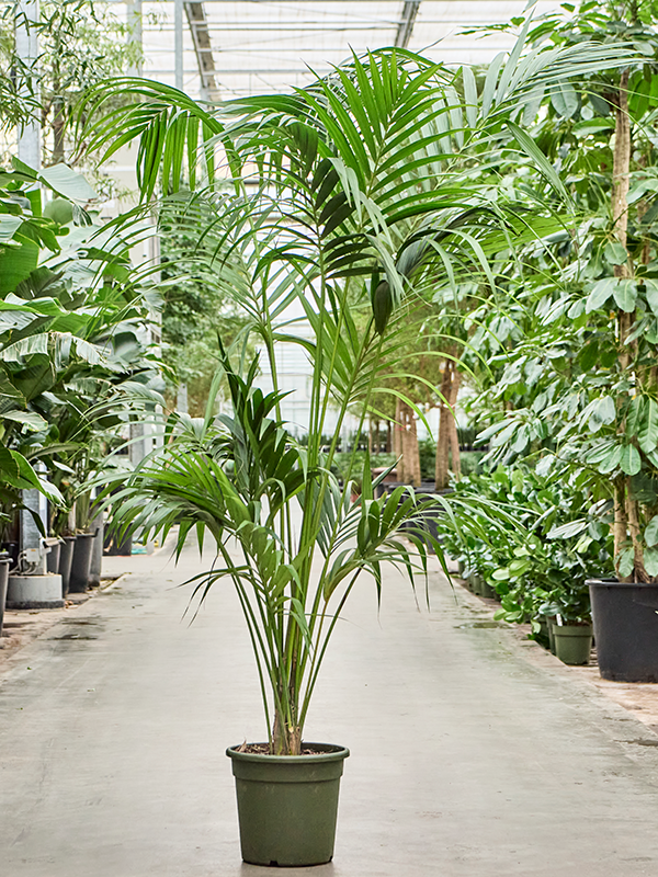 Howea (Kentia) forsteriana, průměr 30 cm Kencie, rajská palma